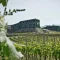 Cantina Tramin Kellerei